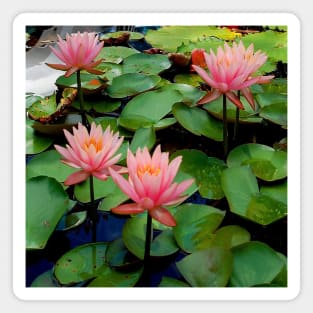 Lily Pad Harmony - Pink Water Lily Passion Magnet